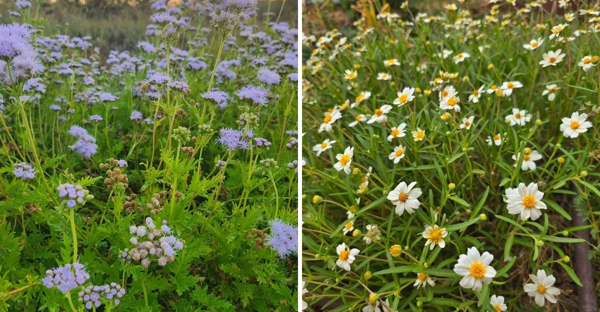 gregg's mistflower and blackfoot daisy