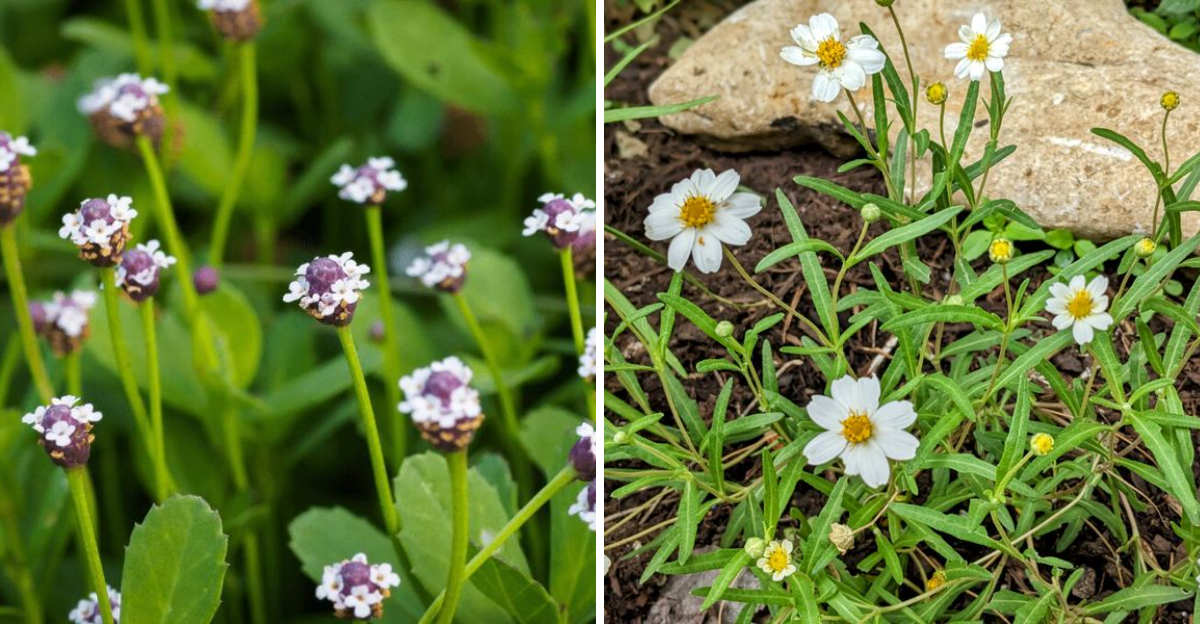 frogfruit and blackfoot daisy