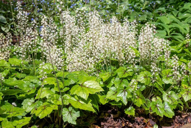 foamflower