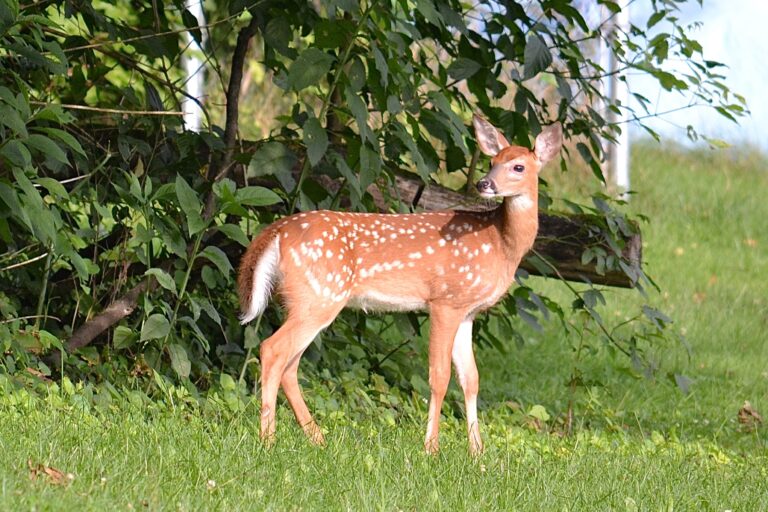 deer in garden