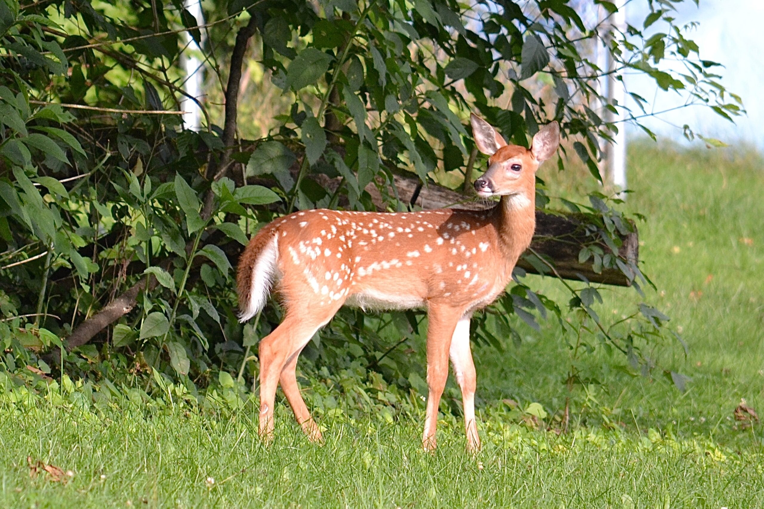 deer in garden