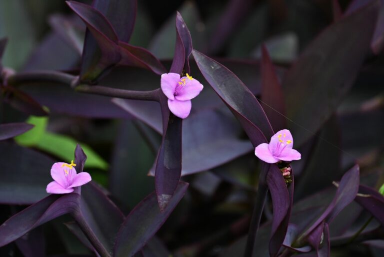 purple heart plant