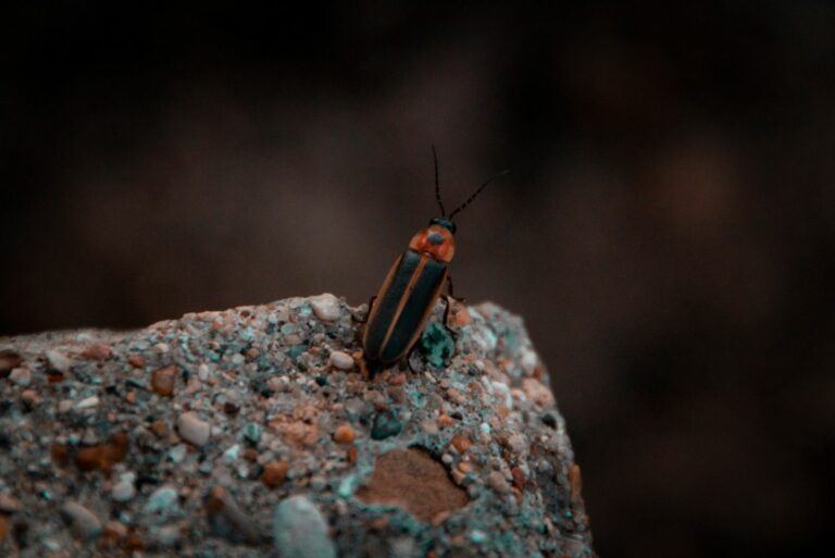 lightning bug