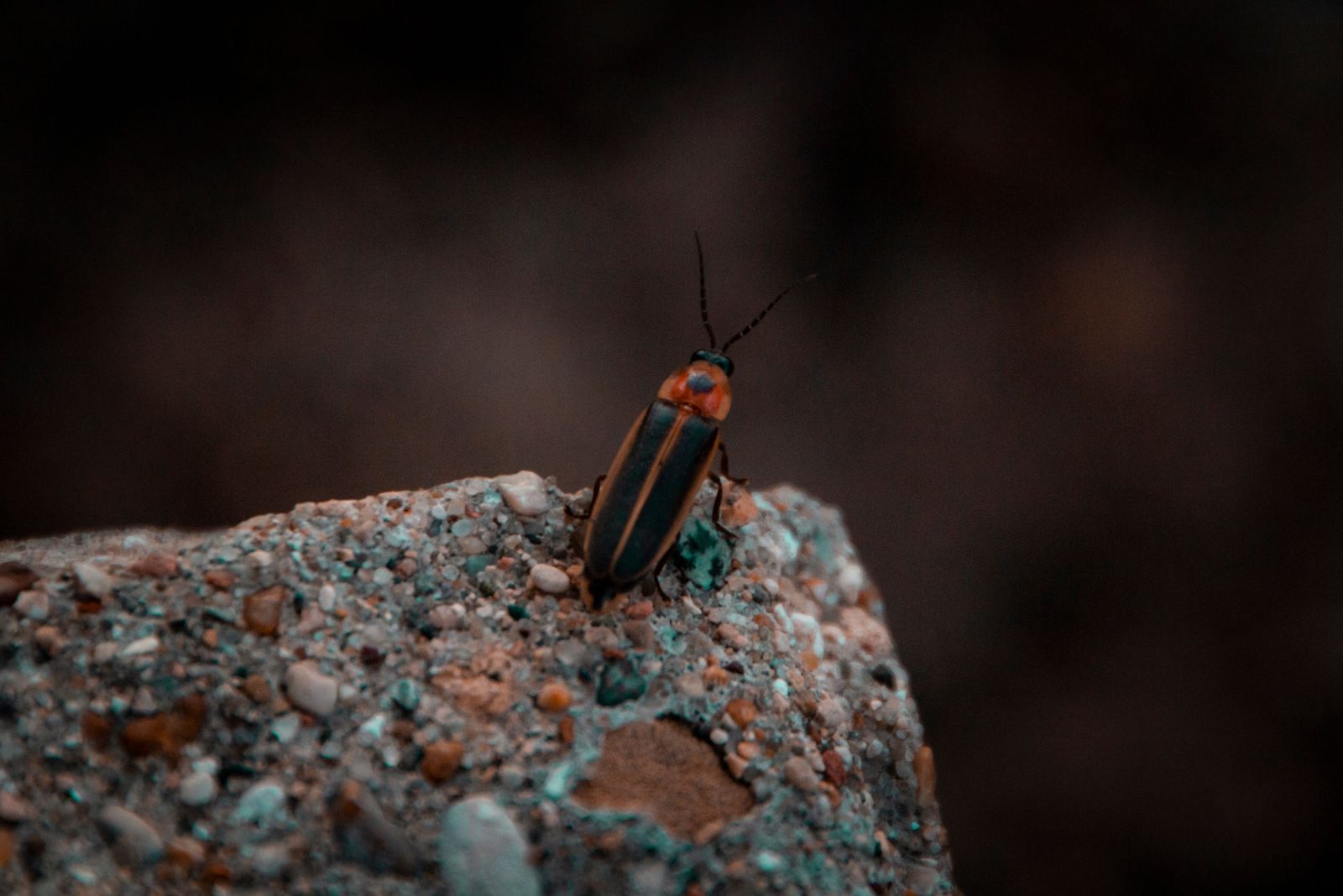lightning bug