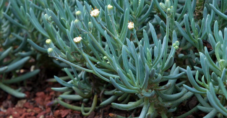 These Tough Groundcovers Survive California Heat Better Than Lawn Grass