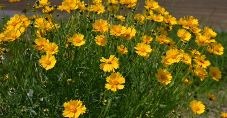 yellow coreopsis