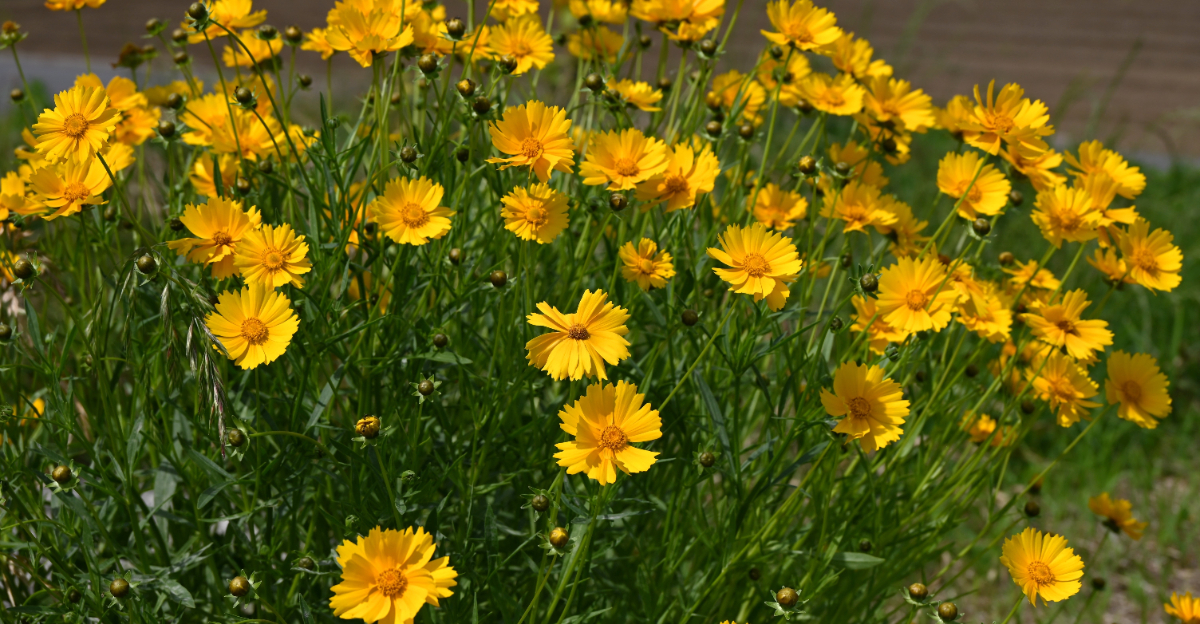 yellow coreopsis
