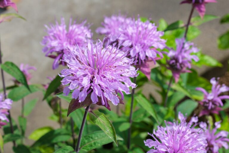 wild bergamot