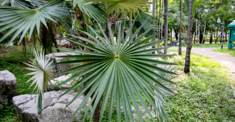 sabal minor
