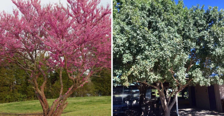 texas redbud and lacey oak