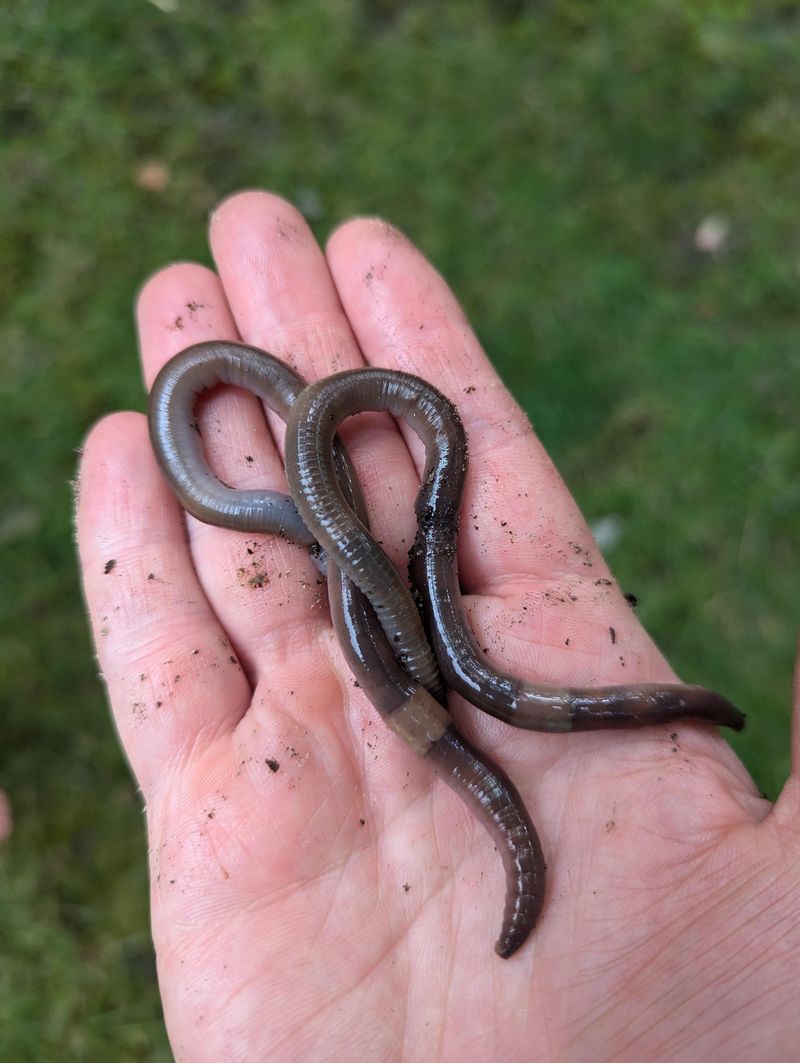 These Worms Don't Wiggle, They Thrash