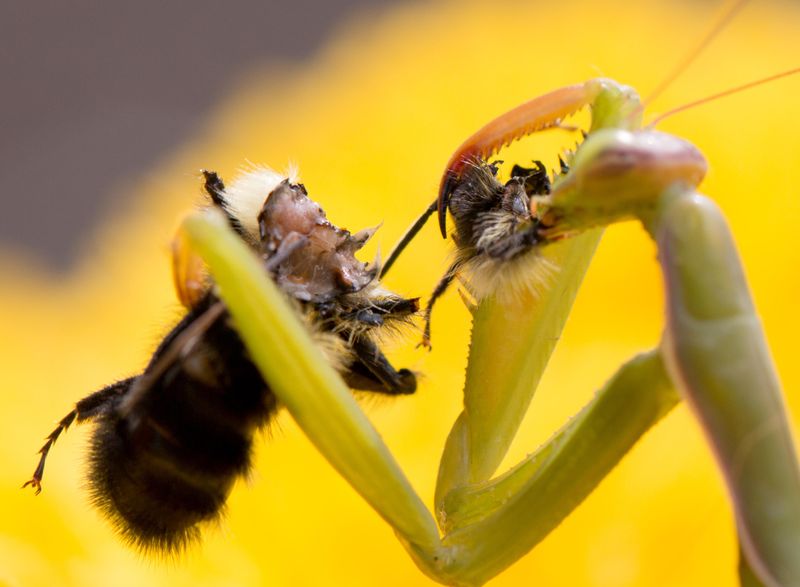 They Also Eat Beneficial Insects
