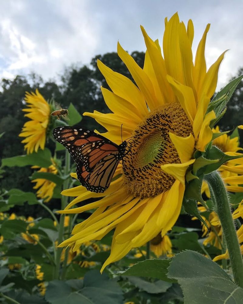 They Attract Pollinators