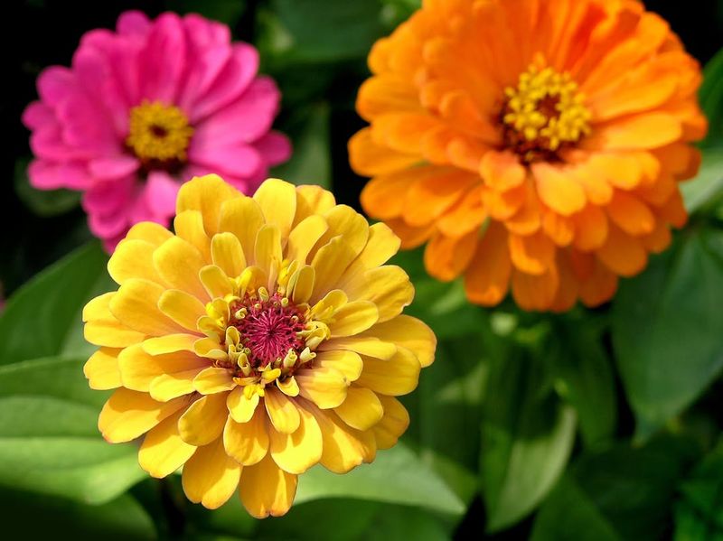 They Bloom Continuously Until Frost