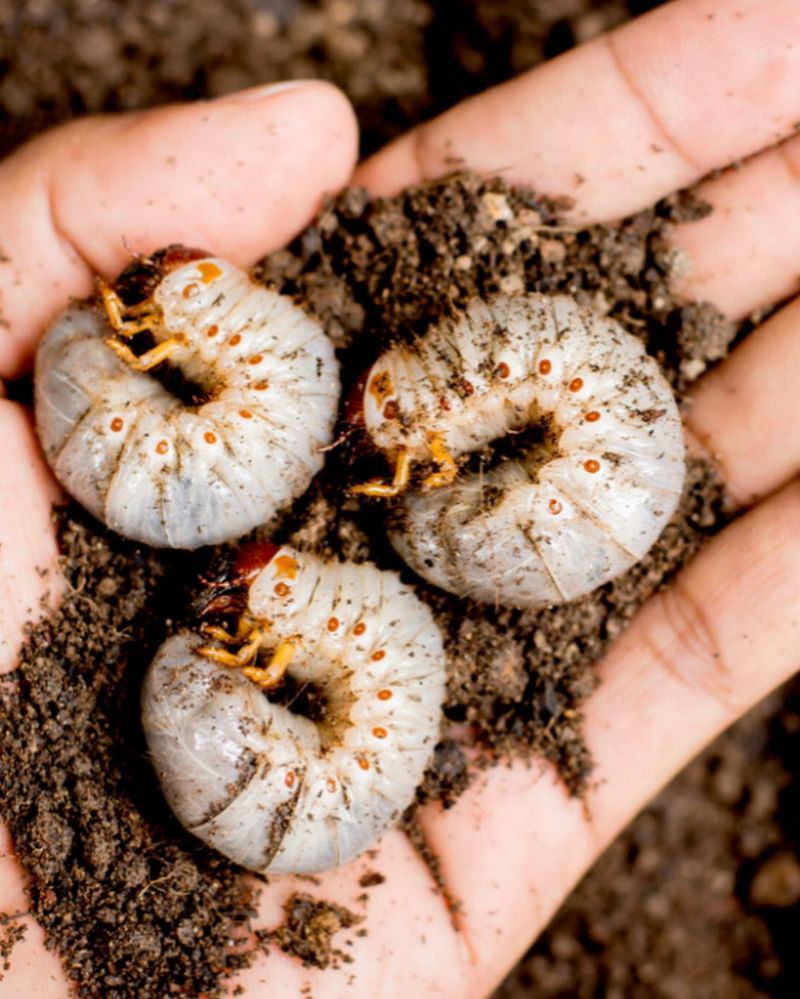 They Chased Grubs Through Your Lawn