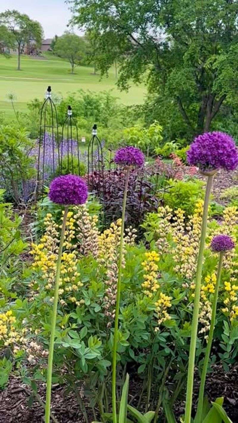 They Combine Well With Later Emerging Perennials