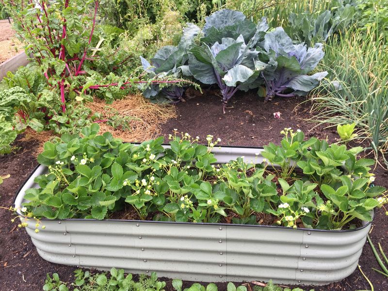 They Dug Up Your Garden Beds