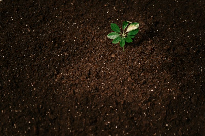 They Feed Soil Microbes As A Long-Term Carbon Source