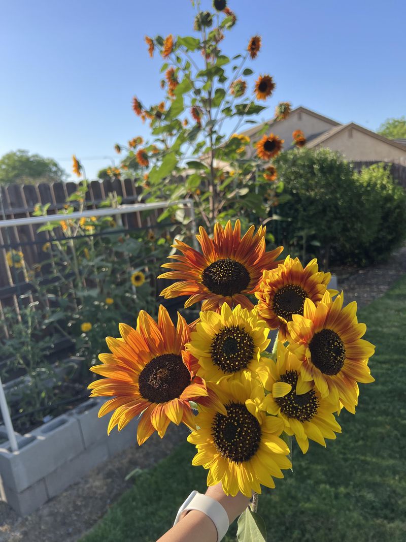 They Grow With Little Fuss