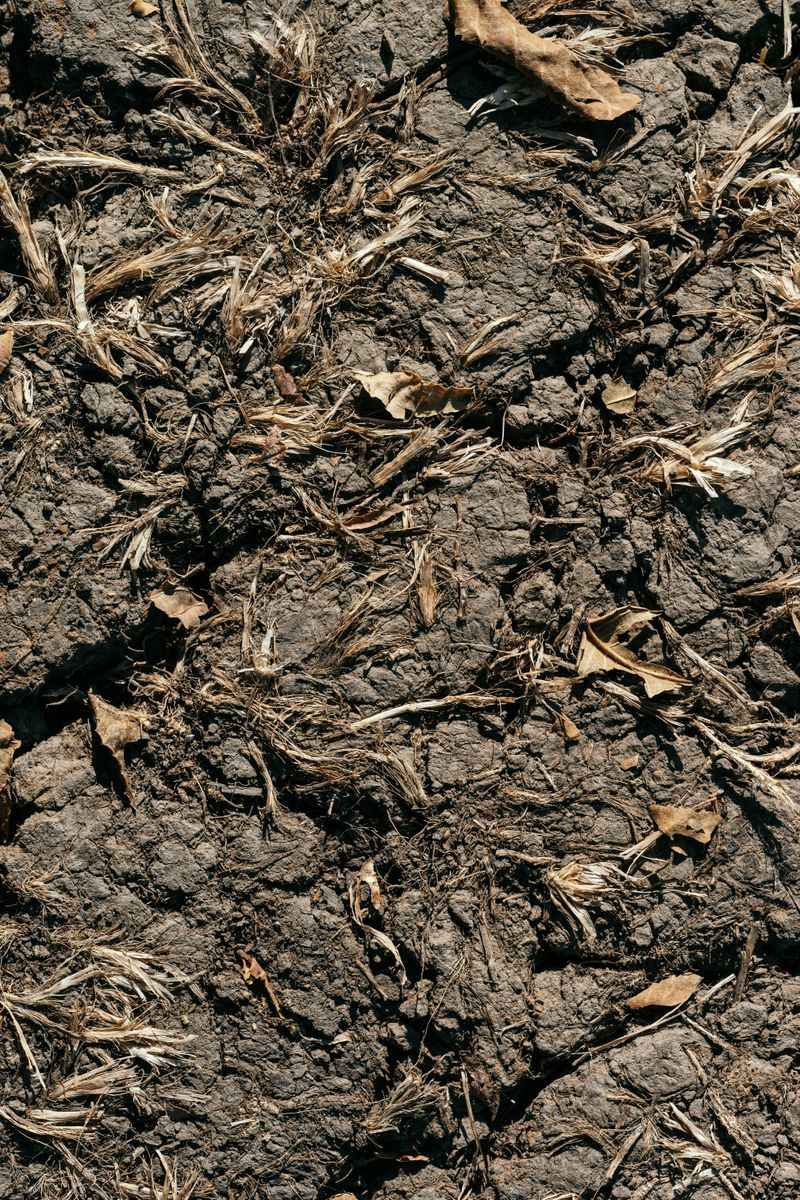 They Help Aerate Compacted Soil As They Break Down