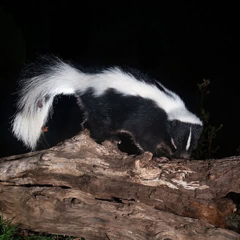 They Leave Disturbed Mulch Around Your Garden Every Night