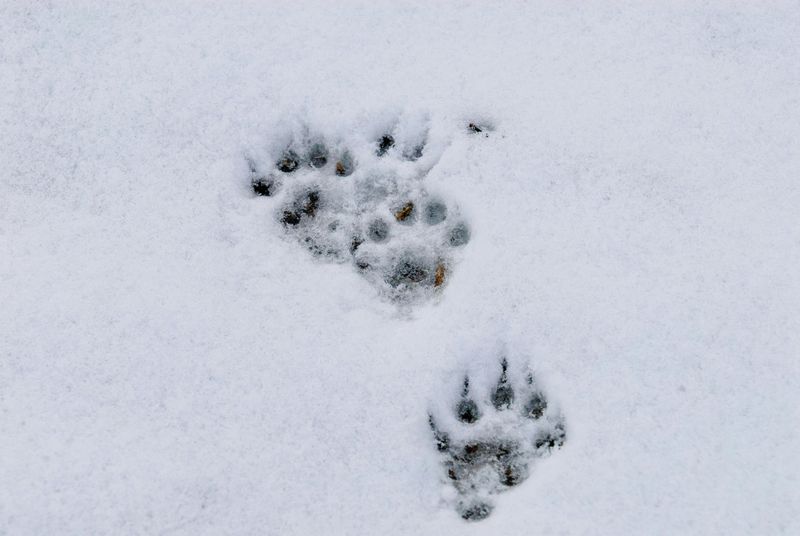 They Leave Five-Toed Prints 