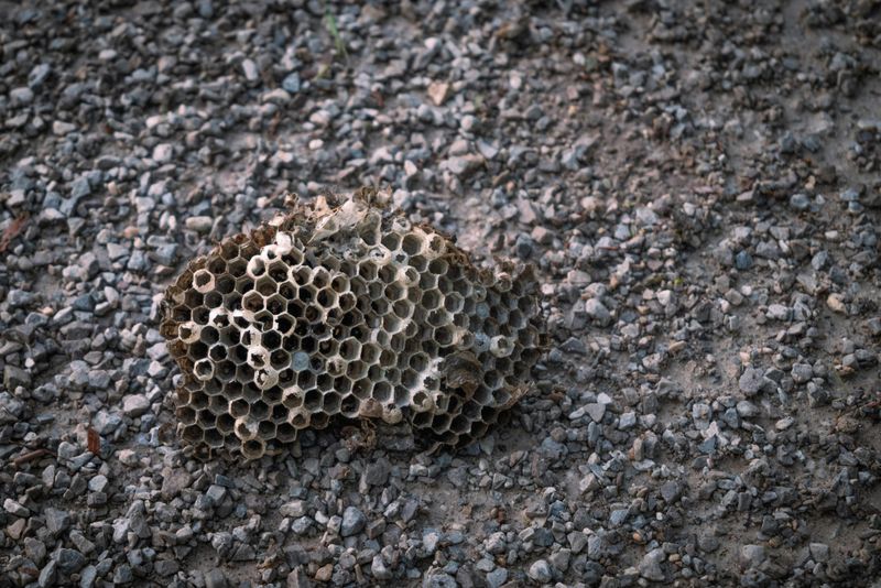 They Leave Torn And Scattered Bee Nests