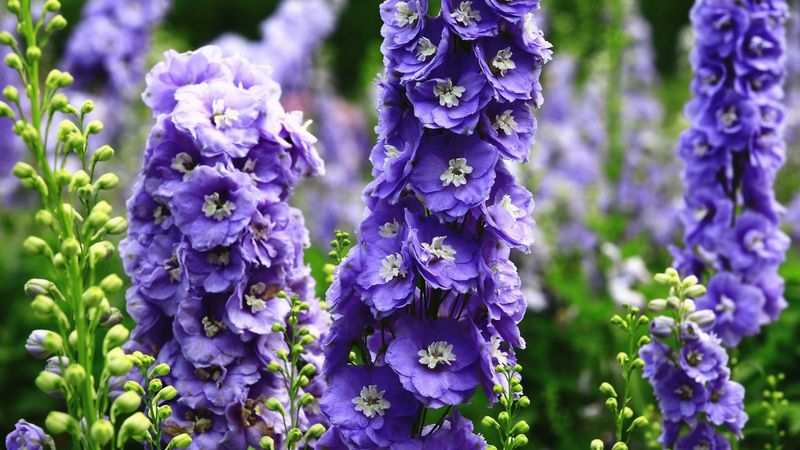 They Need More Maintenance Than Most Gardeners Expect