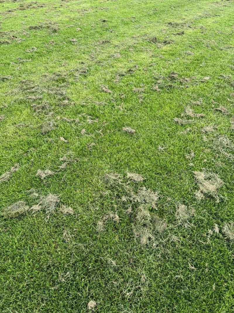 They Peel Back Your Lawn Like It Was Never There