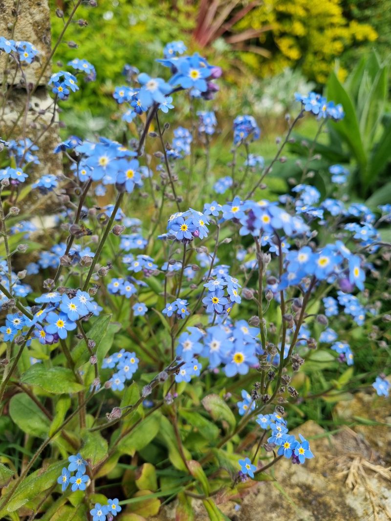 They Self-Seed Before You Even Notice They Self-Seed Before You Even Notice
