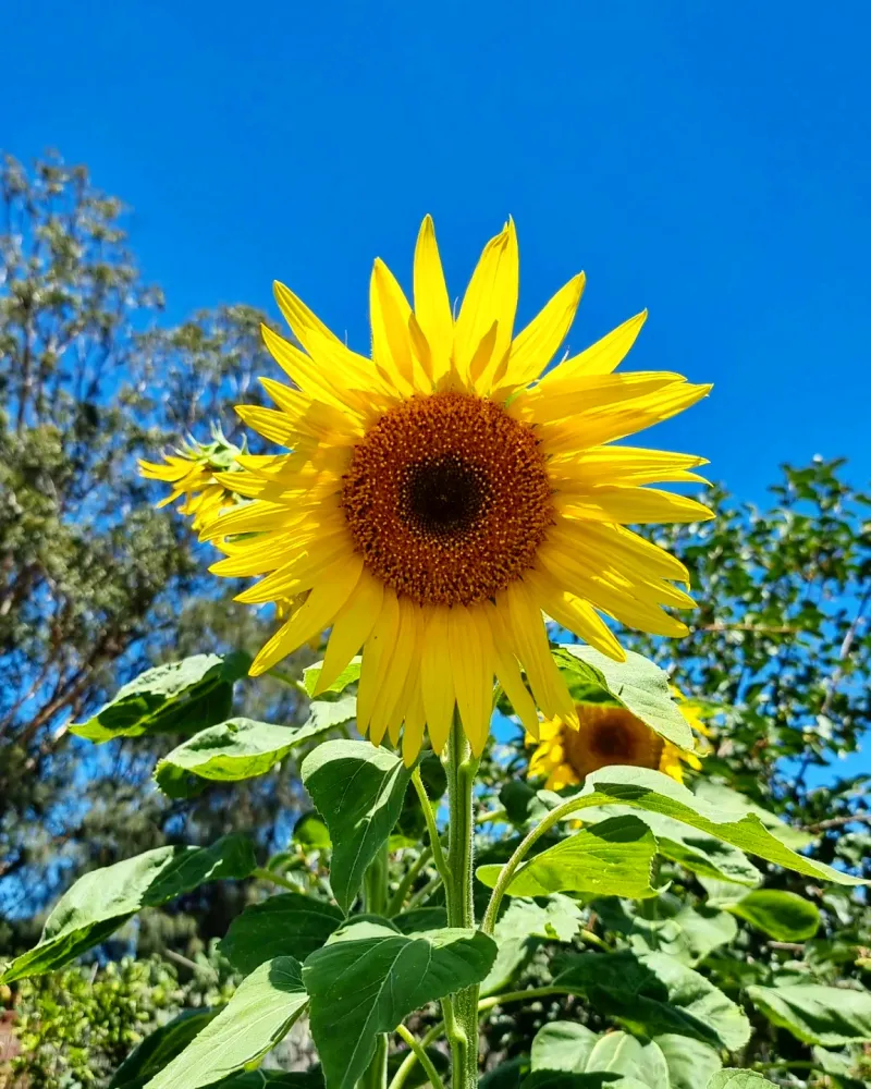 They Thrive In California Sun