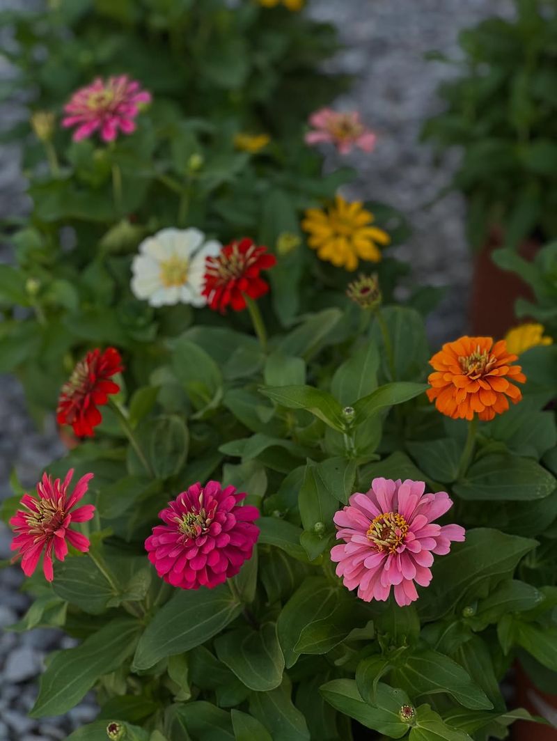 They Thrive In Heat And Humidity