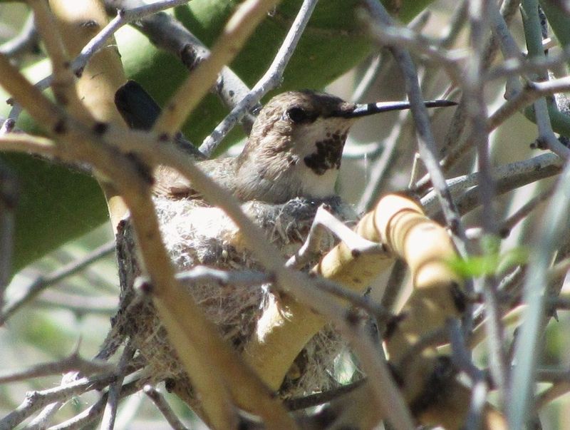 Thick Branches Give Birds Safer Desert Shelter