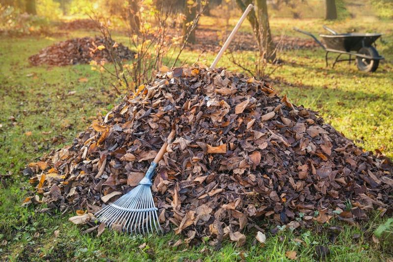 Thick Leaf Piles Hold Moisture That Ticks Love