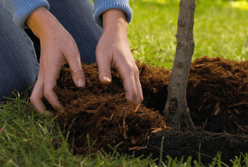 Thick Mulch Can Trap Too Much Moisture Around Stems