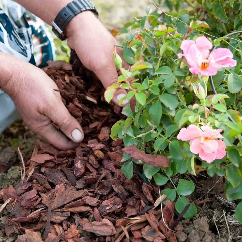Thick Mulch Shields Soil From Harsh Afternoon Sun