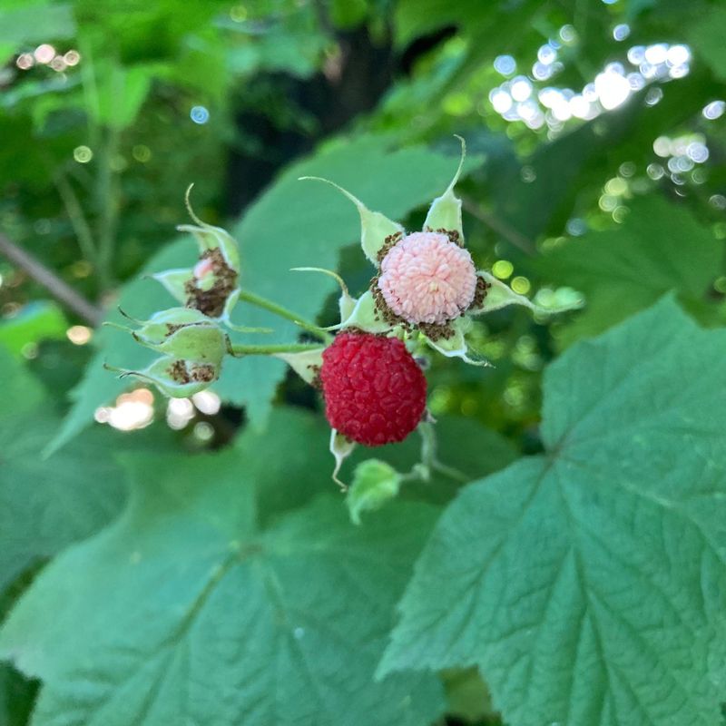 Thimbleberry