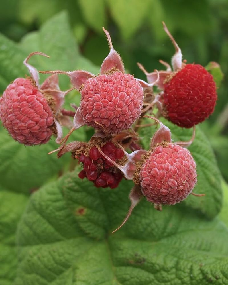 Thimbleberry