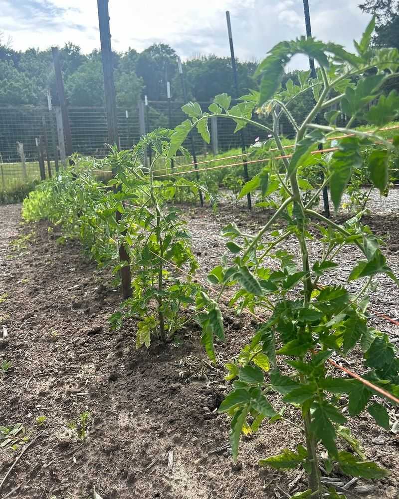 Thin And Stake Tall Or Vining Plants Thin And Stake Tall Or Vining Plants
