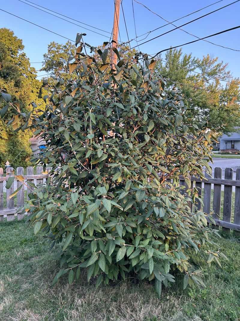 Thin Branches Instead Of Shearing Every Edge