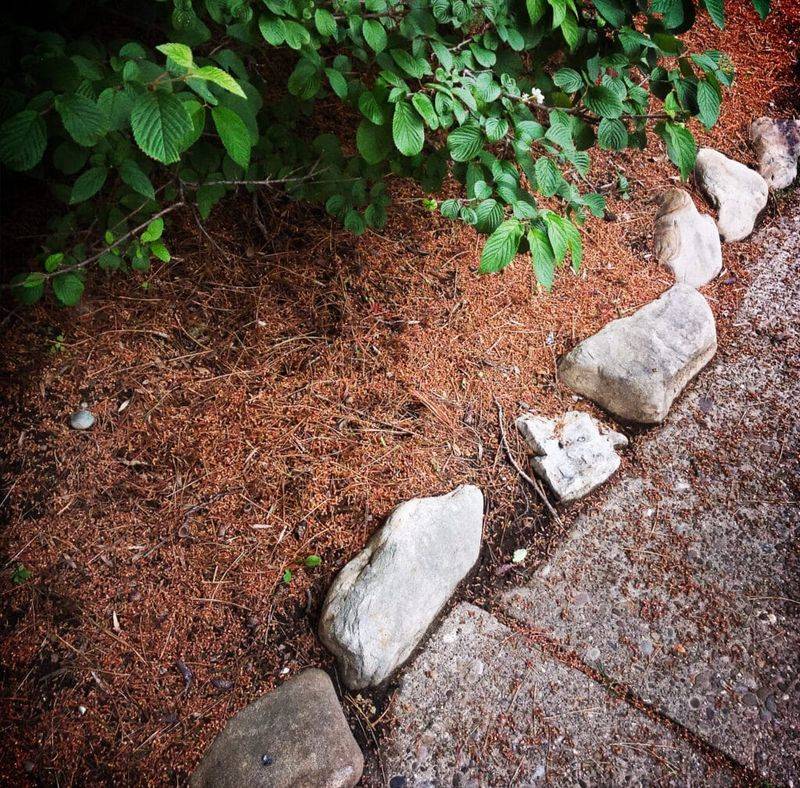 Thin Dry Debris Under Shrubs