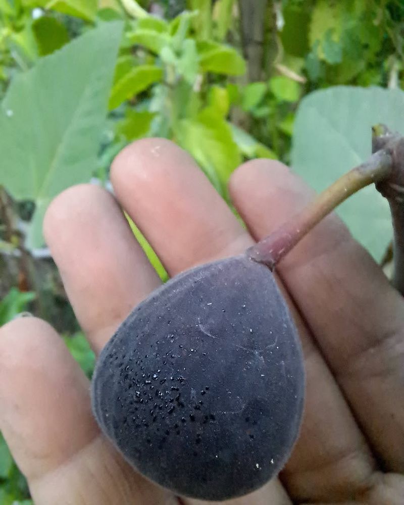 Thin Excess Fruit If Needed