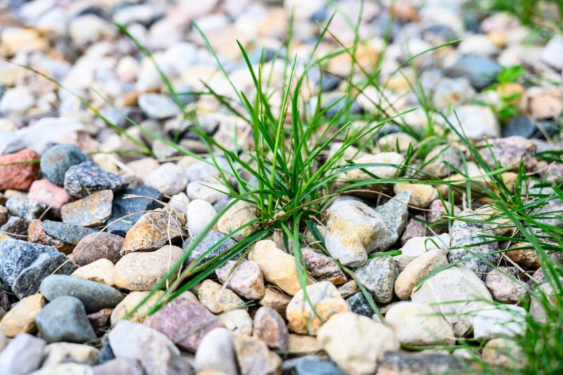 Thin Gravel Gives Weed Seeds A Place To Root Thin Gravel Gives Weed Seeds A Place To Root