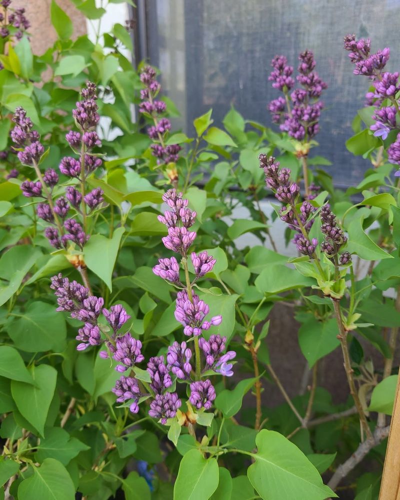 Thin Old Lilac Stems Instead Of Shearing The Top Thin Old Lilac Stems Instead Of Shearing The Top