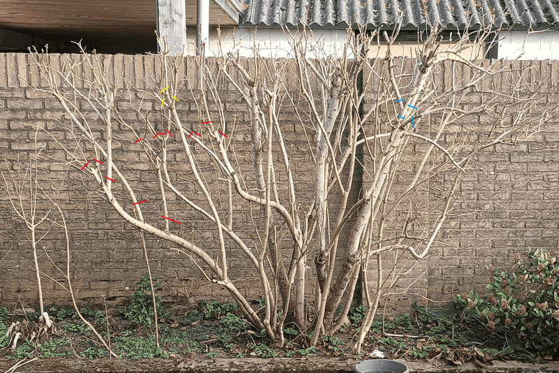 Thin Old Stems To Let Sunlight In Thin Old Stems To Let Sunlight In