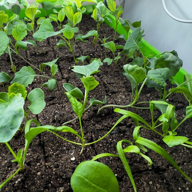 Thin Overcrowded Seedlings Or Transplants