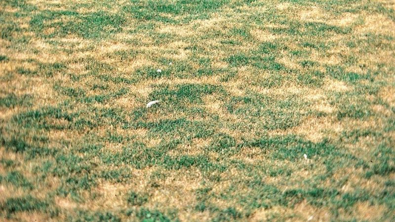 Thin Patchy Areas Often Appear Before Large Lawn Damage Develops Thin Patchy Areas Often Appear Before Large Lawn Damage Develops
