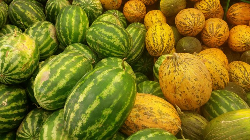 Thin-Skinned Varieties Crack Easily Thin-Skinned Varieties Crack Easily