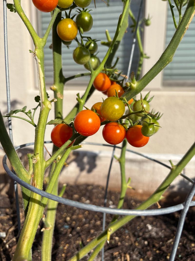 Thin Skinned Varieties Often Split In Summer Heat