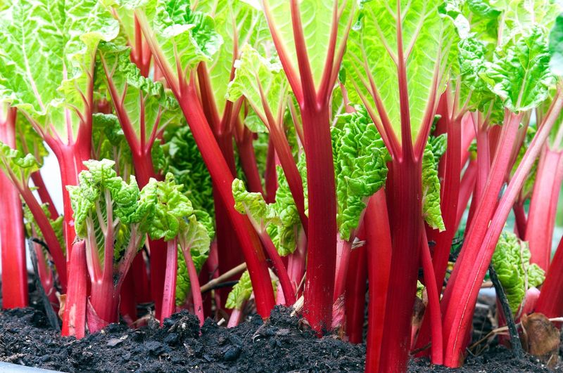 Thin Stalks Are A Clear Signal To Stop Picking